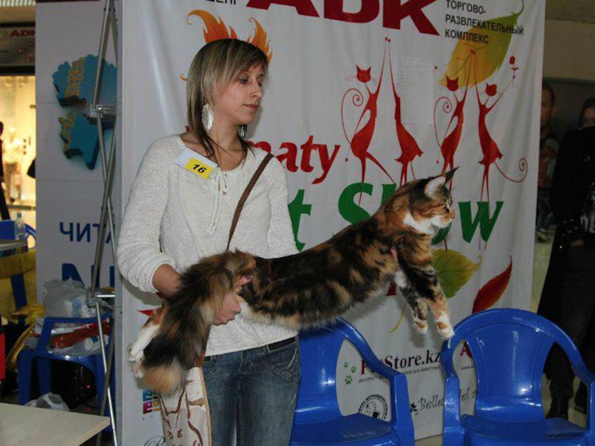 Заводчица Мария Подойникова: Как только вы узнаете о мэйн-кунах, вряд ли у вас будут какие-то другие кошки