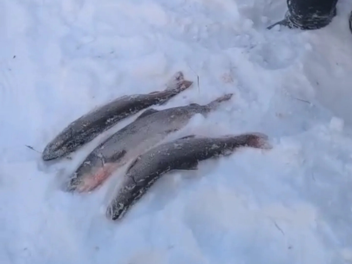 В ВКО выявили факт незаконной добычи тайменя 