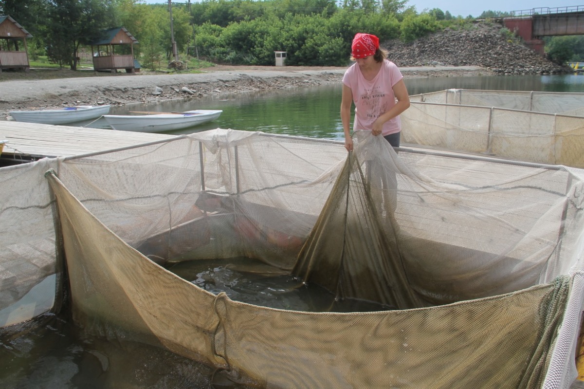 Появится ли качественная и доступная рыба на столах жителей ВКО?