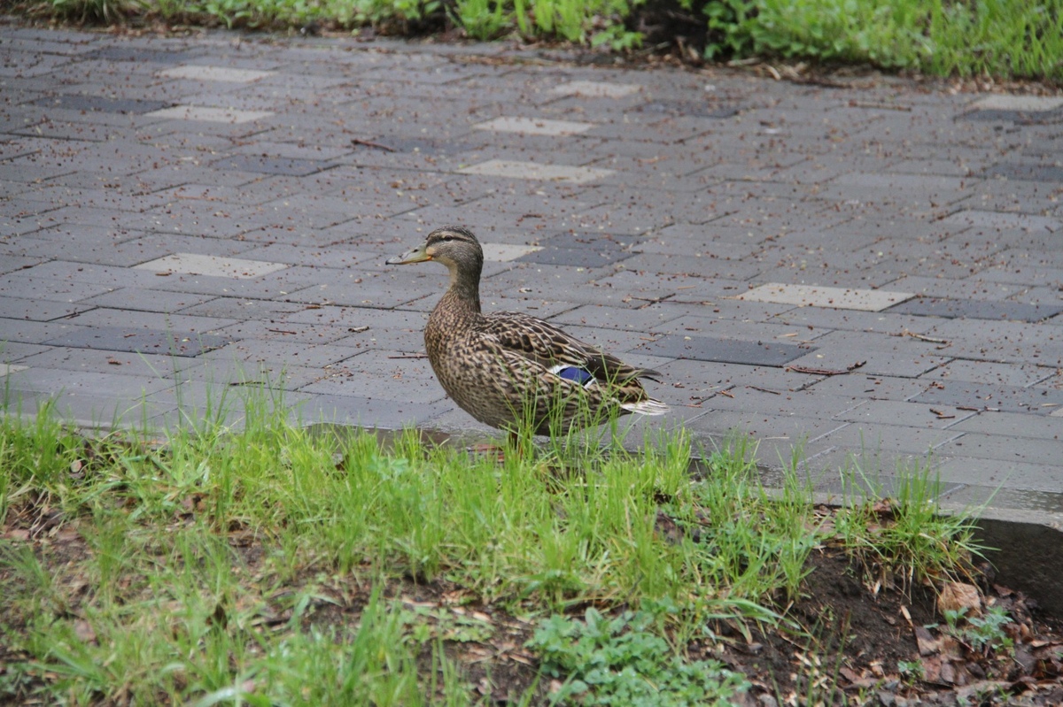 В парках Усть-Каменогорска живут утки, маралы и экзотические рыбки
