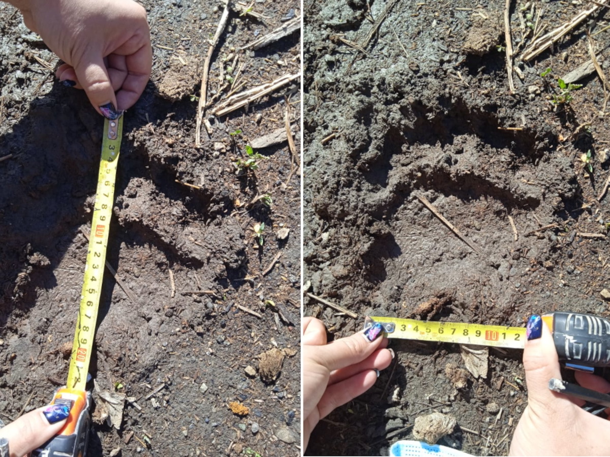 В ВКО  медведь пугает  жителей района Алтай