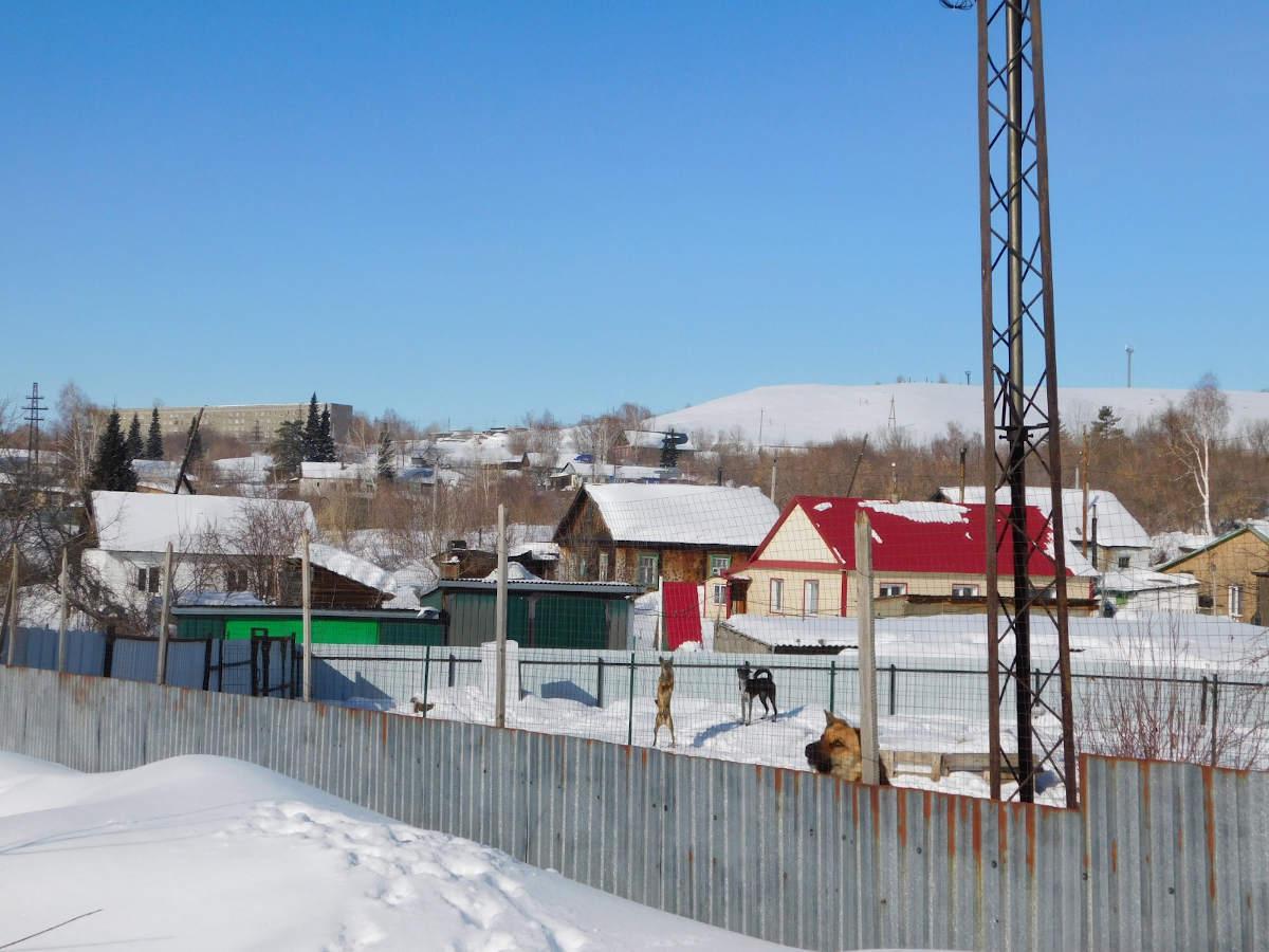 Как живут собаки-инвалиды, которых по решению суда нужно вывезти за пределы Белоусовки? 