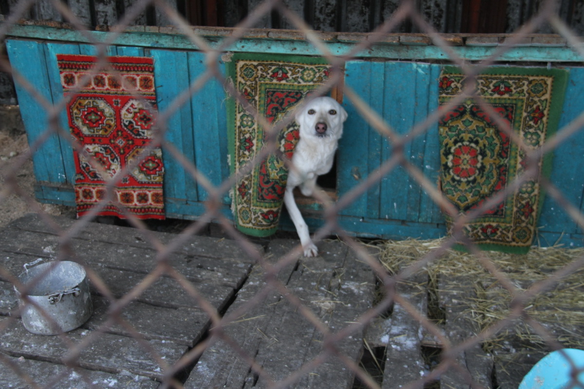 Как зимуют животные одного из приютов Усть-Каменогорска