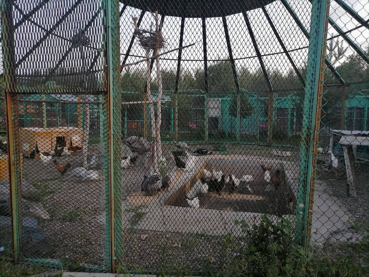 У жительницы ВКО вместе с дикими птицами изъяли куриц и уток