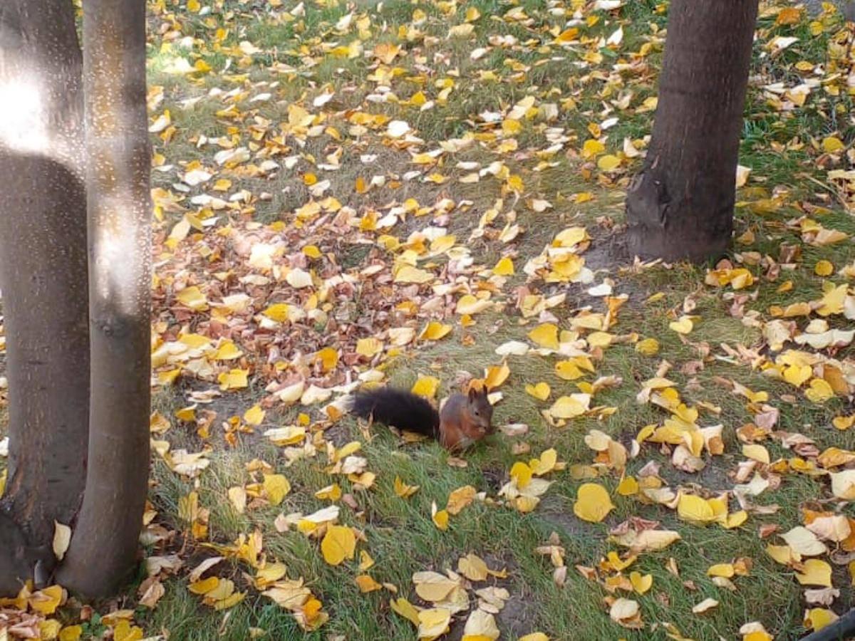 В парках Усть-Каменогорска живут утки, маралы и экзотические рыбки