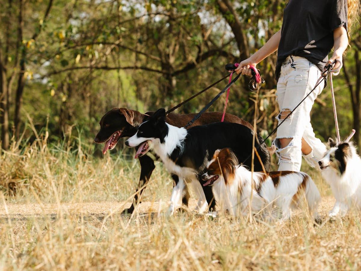 Как разрешить спорные моменты по правилам содержания питомцев?