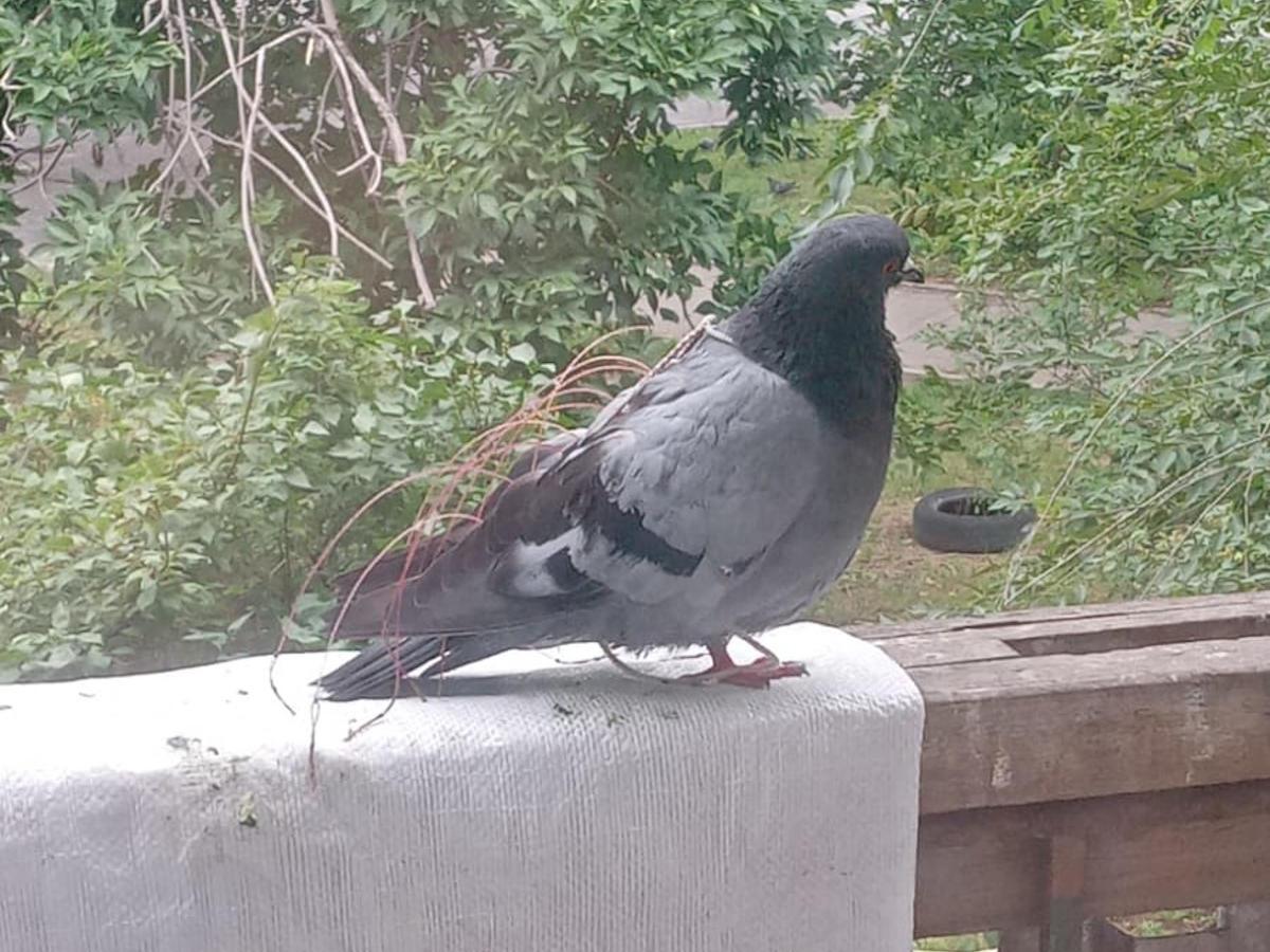 Голубь, запутавшийся в силке, прилетает на балкон к жителям Усть-Каменогорска