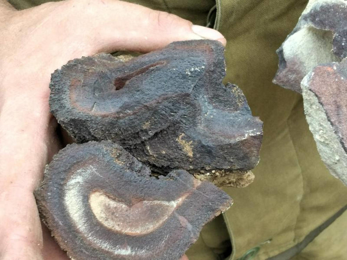 В ВКО найдены остатки растительности каменноугольного периода