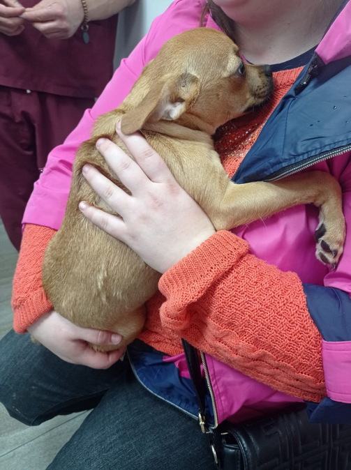 В Усть-Каменогорске щенка выбросили из окна пятого этажа