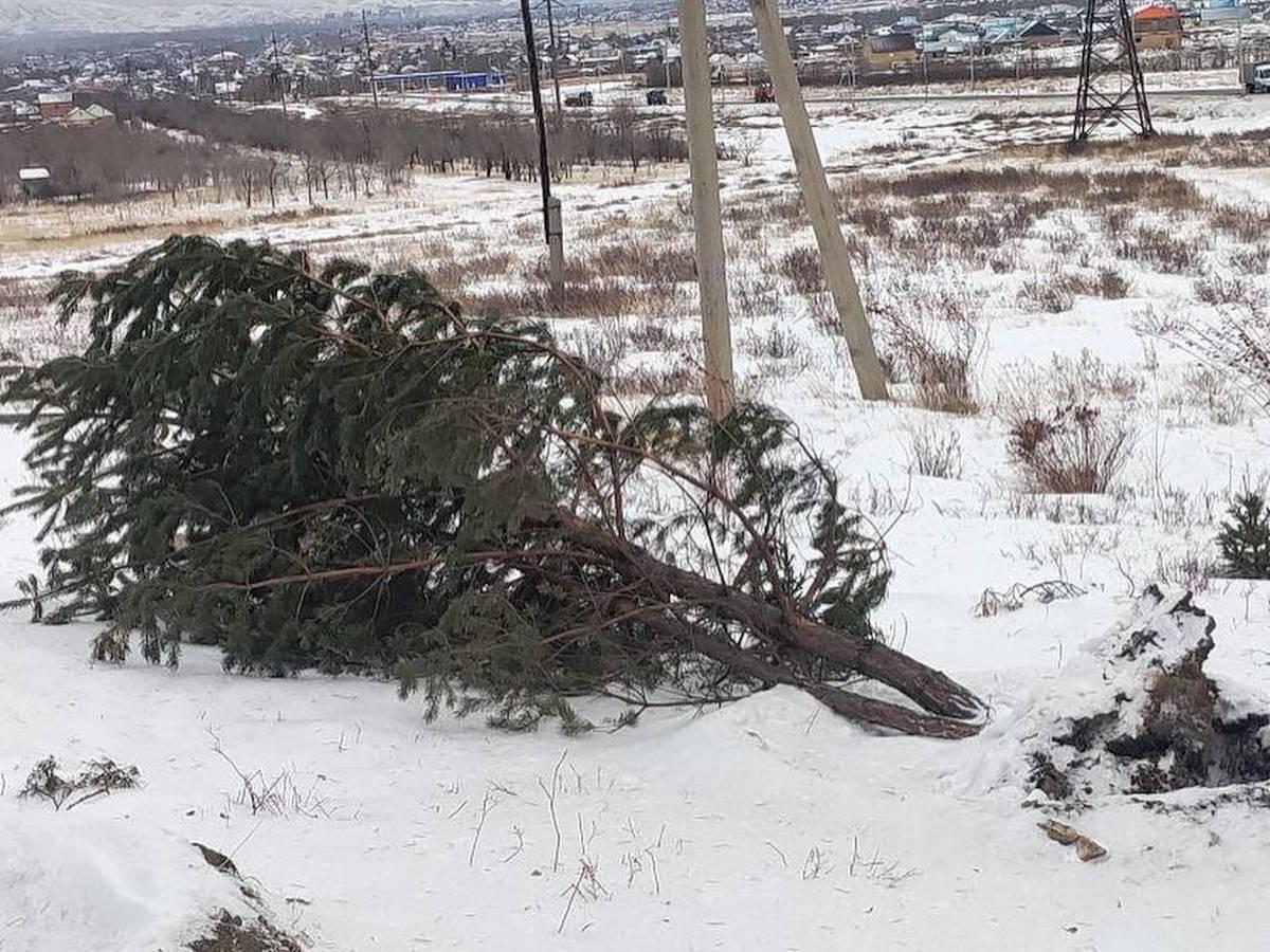 В Усть-Каменогорске ураганом повалило деревья и остановку