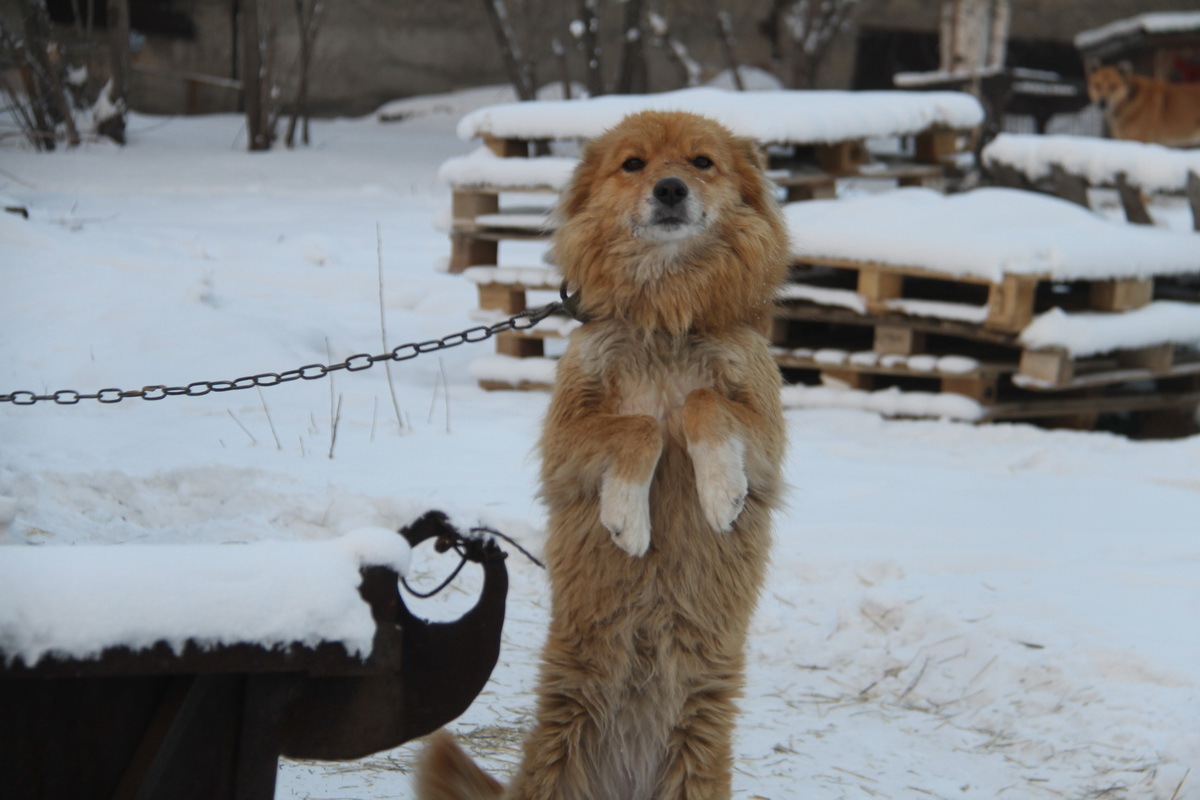 Как зимуют животные одного из приютов Усть-Каменогорска