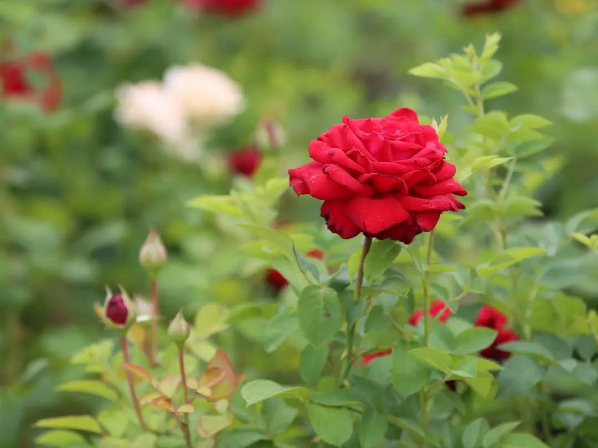 Более двух тысяч саженцев роз высадили в Усть-Каменогорске