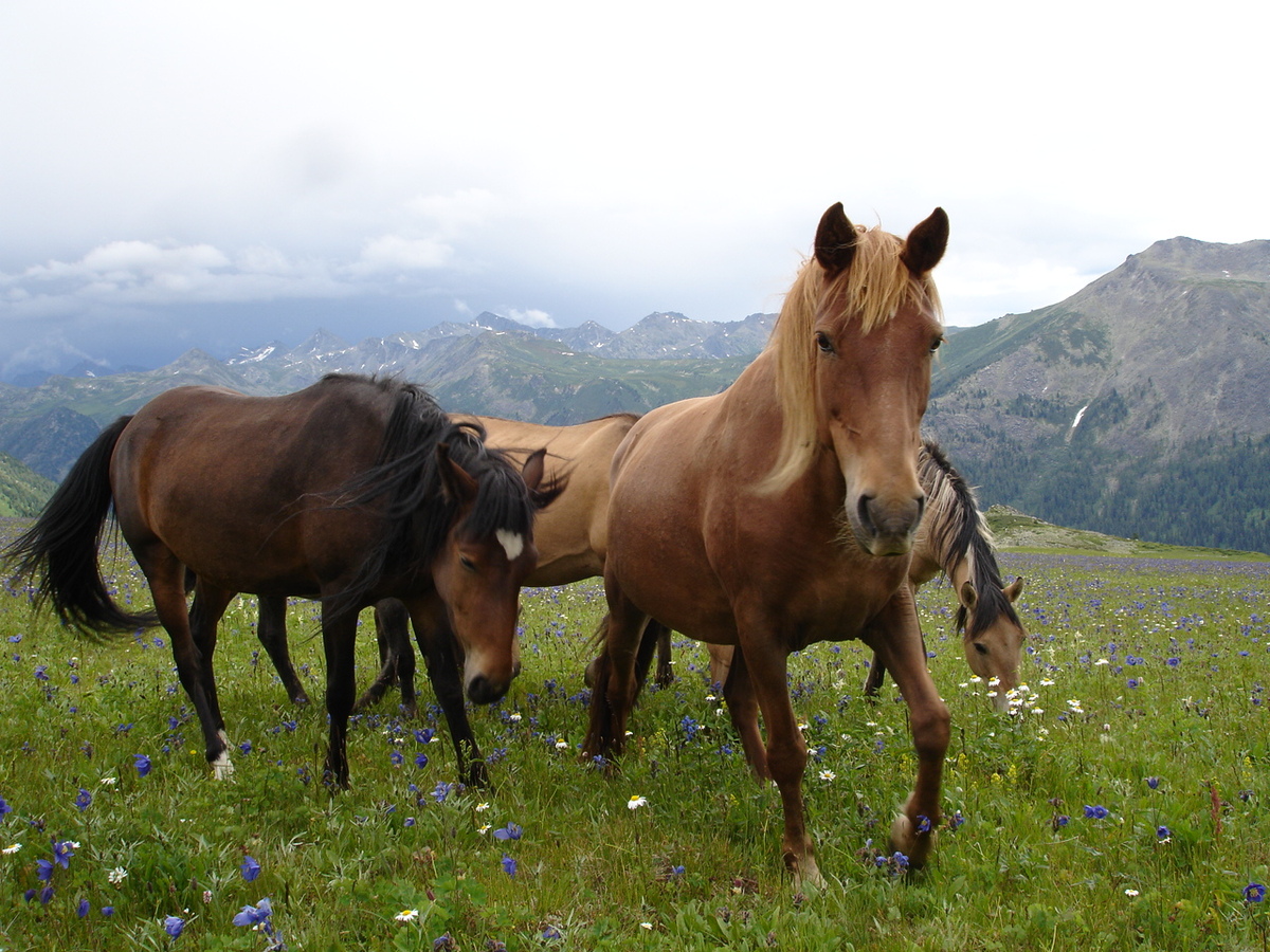 ВКО. Записки дилетанта о транспортной доступности Катон-Карагая