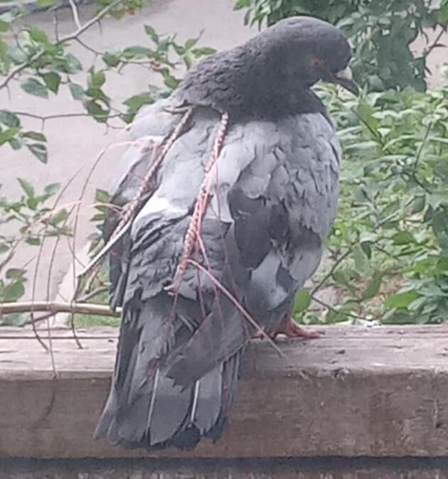 Голубь, запутавшийся в силке, прилетает на балкон к жителям Усть-Каменогорска