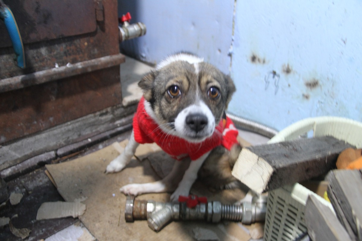 Как зимуют животные одного из приютов Усть-Каменогорска