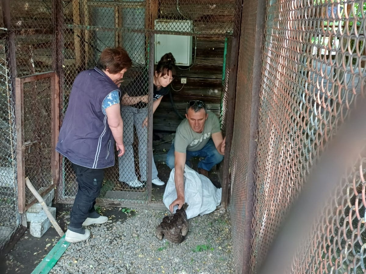 В Усть-Каменогорске жители обнаружили несколько покалеченных диких птиц