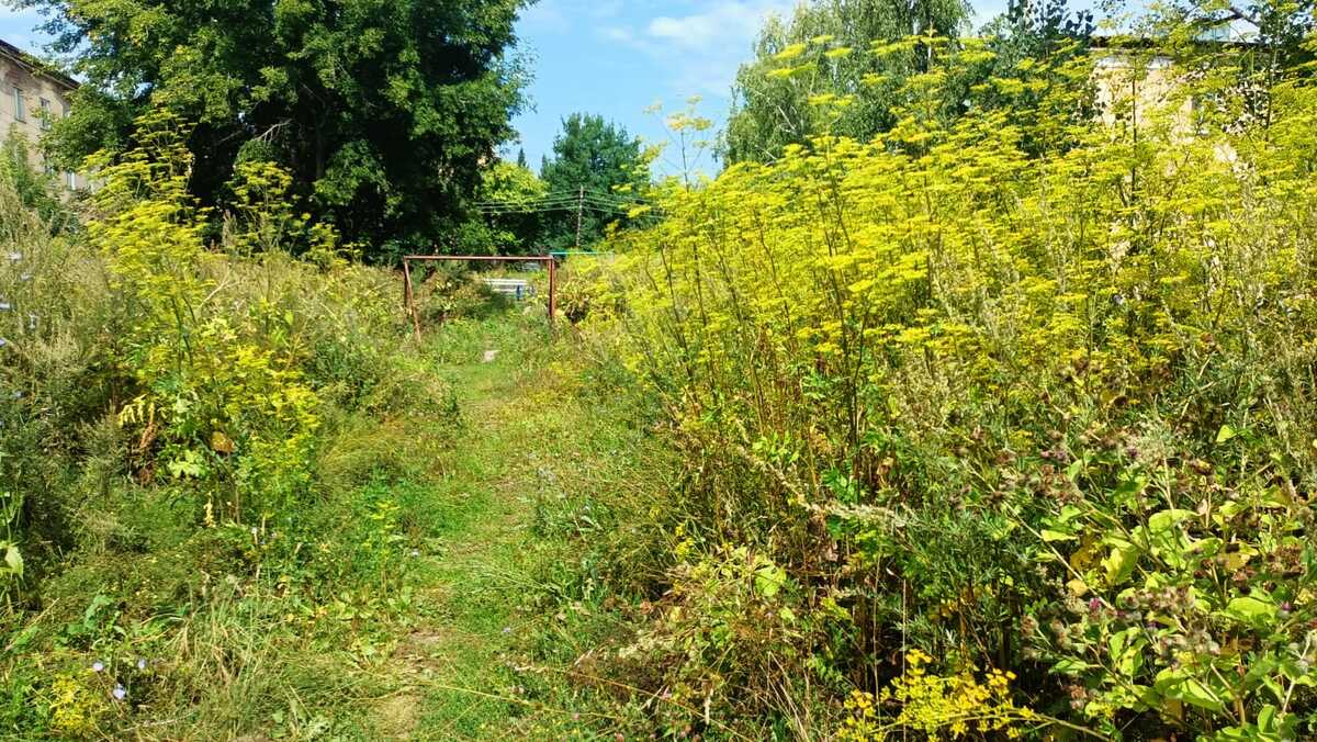 В одном из райцентров ВКО детские площадки соседствуют с опасными растениями