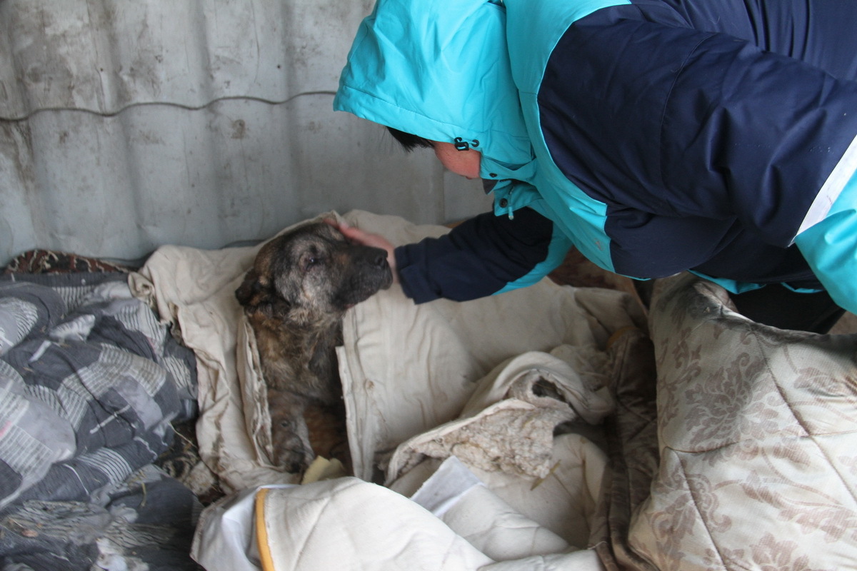 Как зимуют животные одного из приютов Усть-Каменогорска