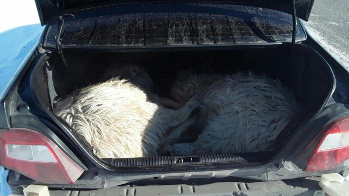 В Усть-Каменогорске были оперативно задержаны скотокрады