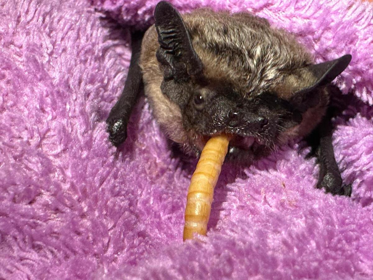 Жительница Усть-Каменогорска на зиму приютила летучую мышь и весной выпустила ее на волю