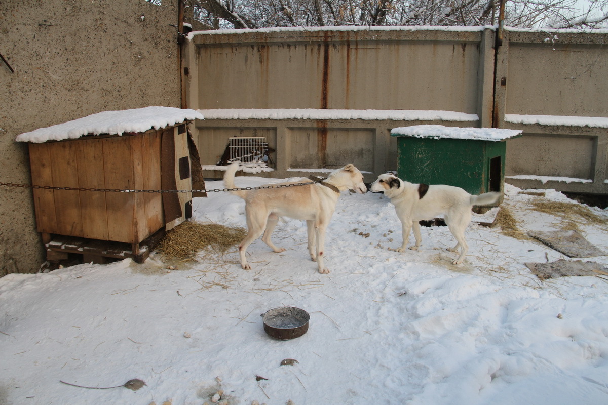 Как зимуют животные одного из приютов Усть-Каменогорска