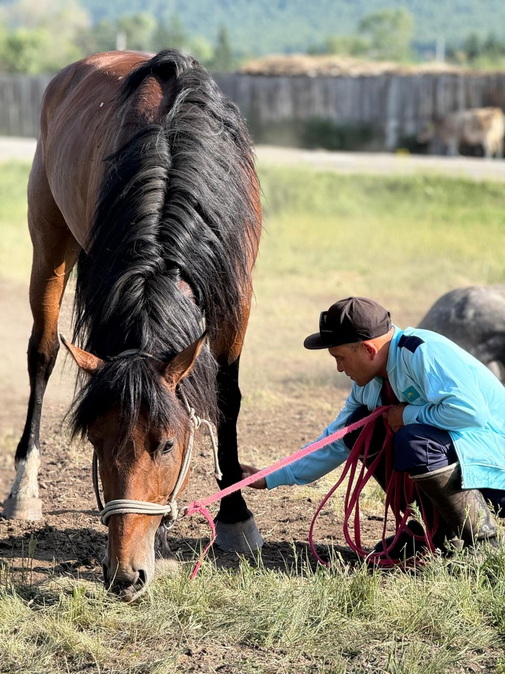 "Все мы немножко лошади..." Что мы знаем о символе 2026 года?
