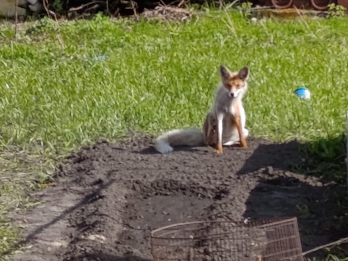 В ВКО в черте населенных пунктов стали замечать лисиц