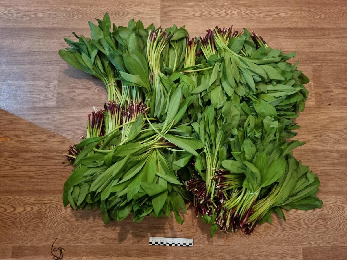 Что лучше не делать и не собирать в лесах и полях ВКО?