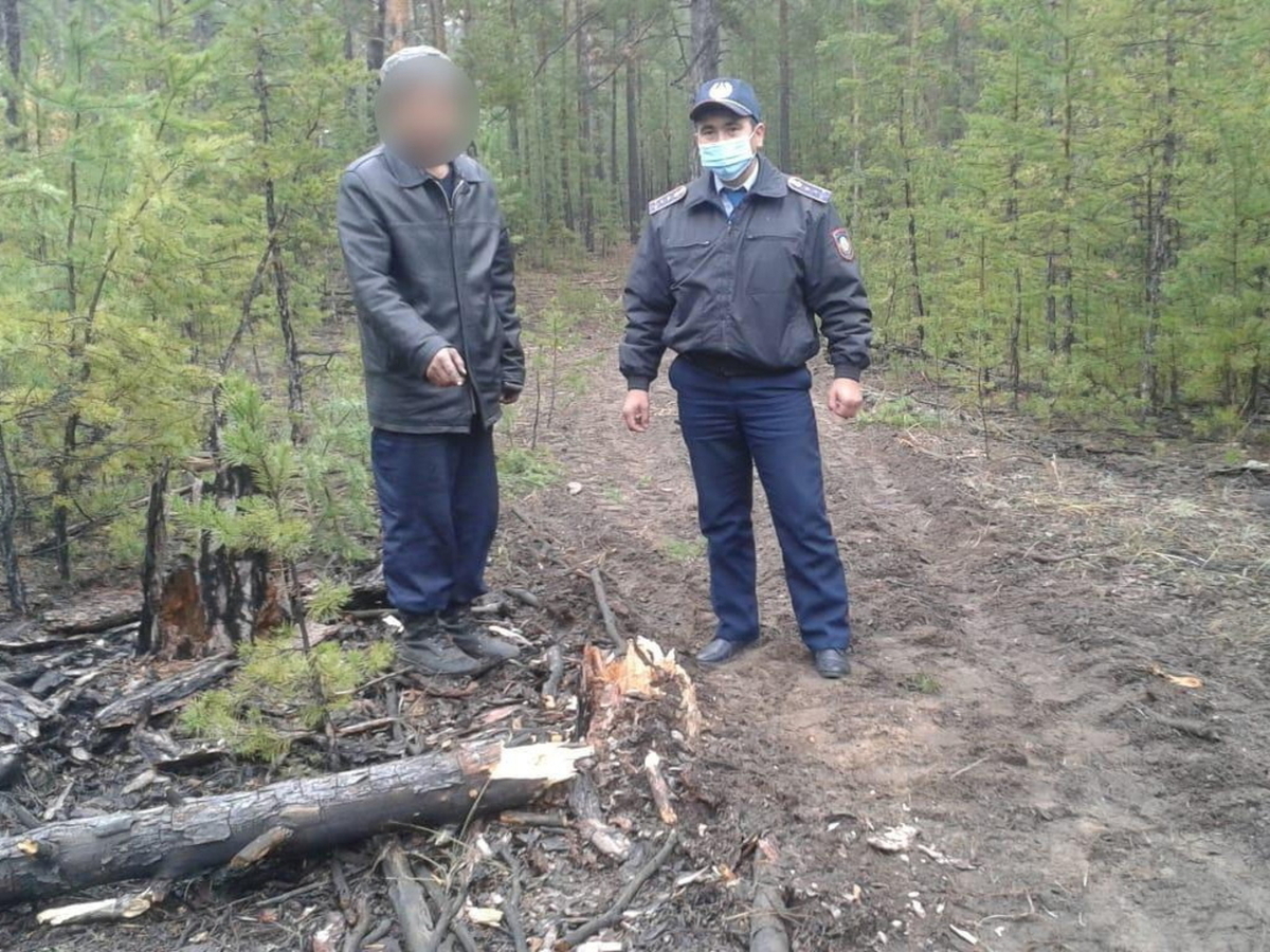 В ВКО незаконную вырубку деревьев совершили охранники лесничества