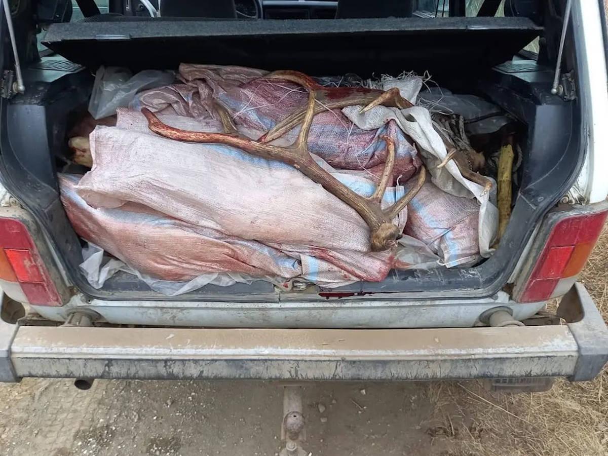 Факт незаконной охоты на марала выявлен в Восточном Казахстане 