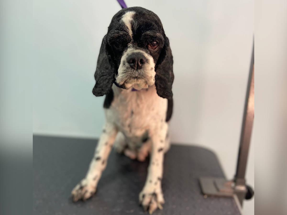 В городе Алтае волонтеры спасли замерзающую в сугробе собаку 