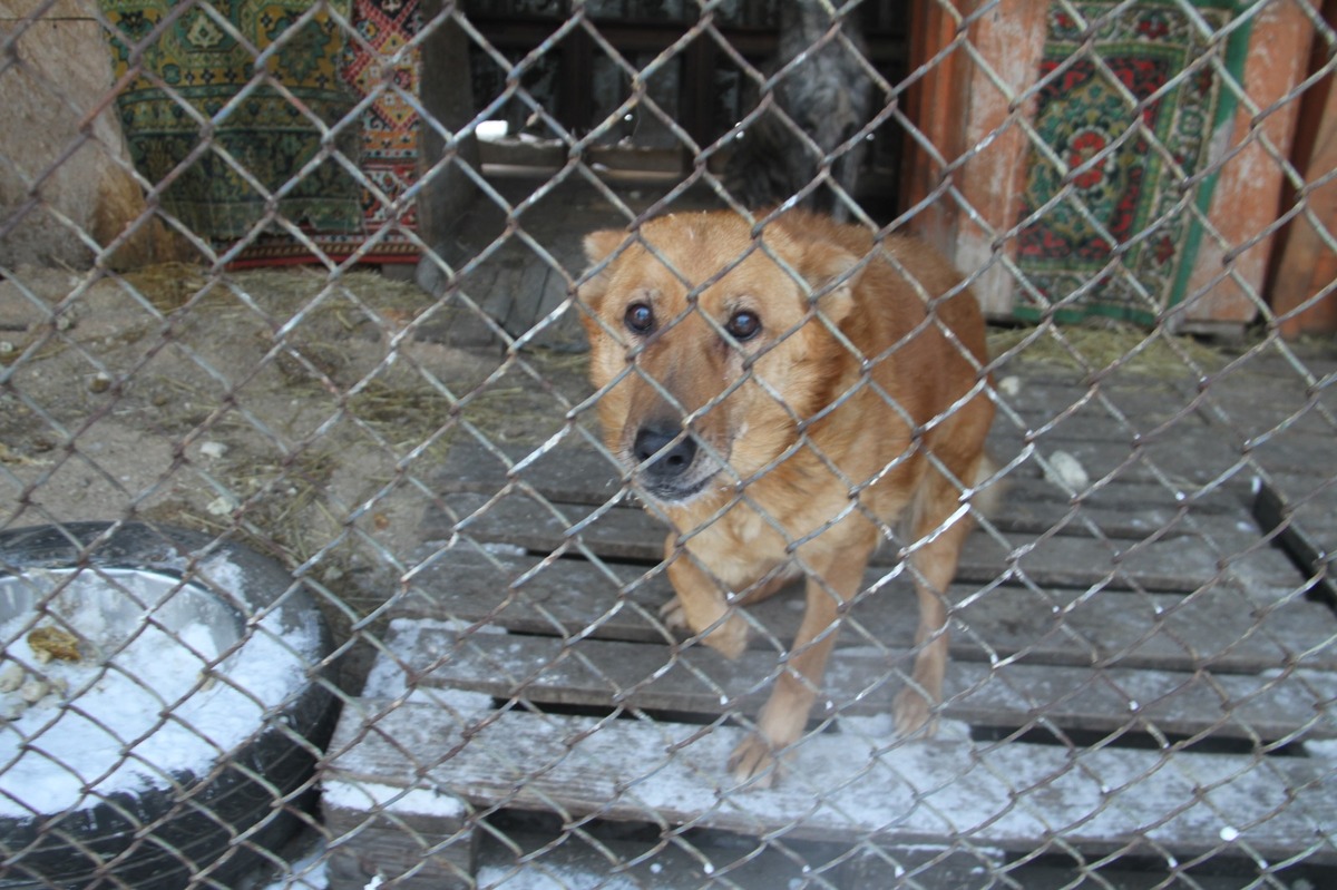 Как зимуют животные одного из приютов Усть-Каменогорска