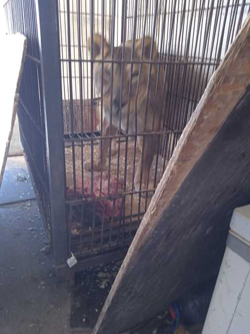 В Усть-Каменогорске жители беспокоятся, как переживают жару цирковые животные