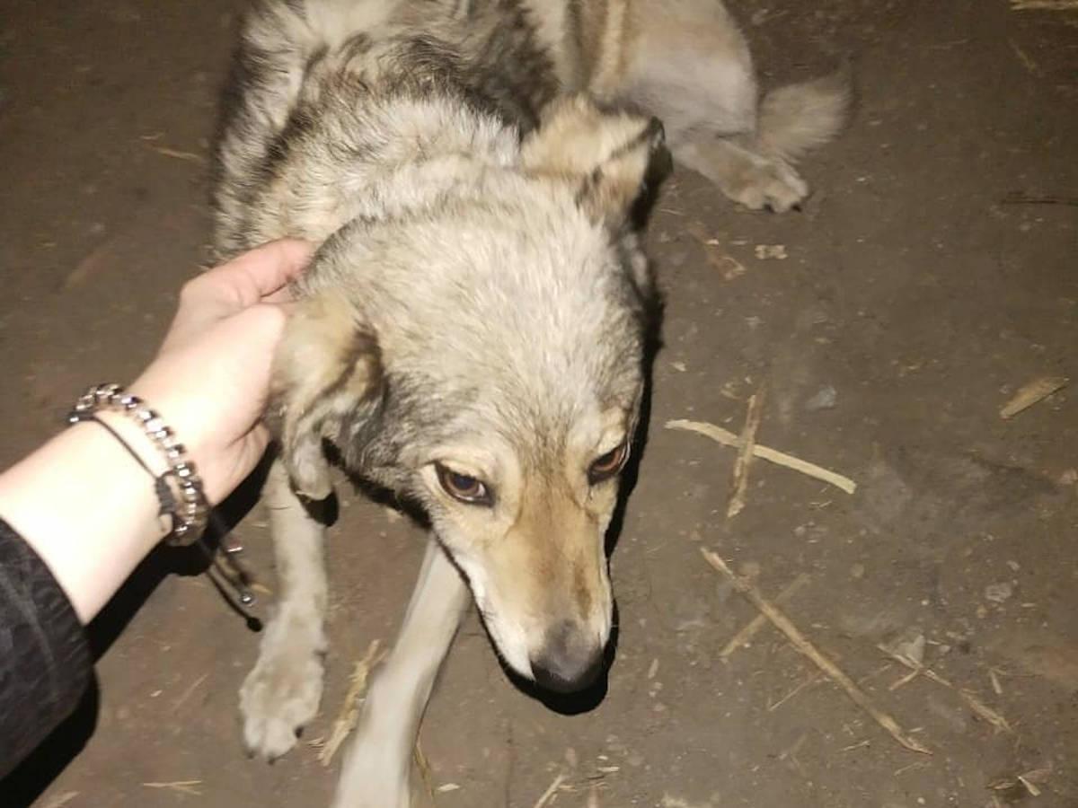 Волонтеры разыскивают и спасают животных после пожара в Риддере