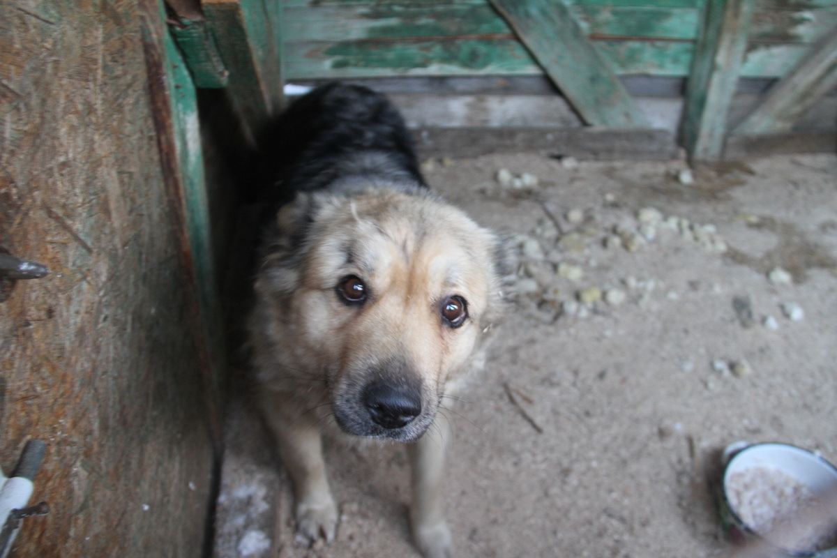 Как зимуют животные одного из приютов Усть-Каменогорска