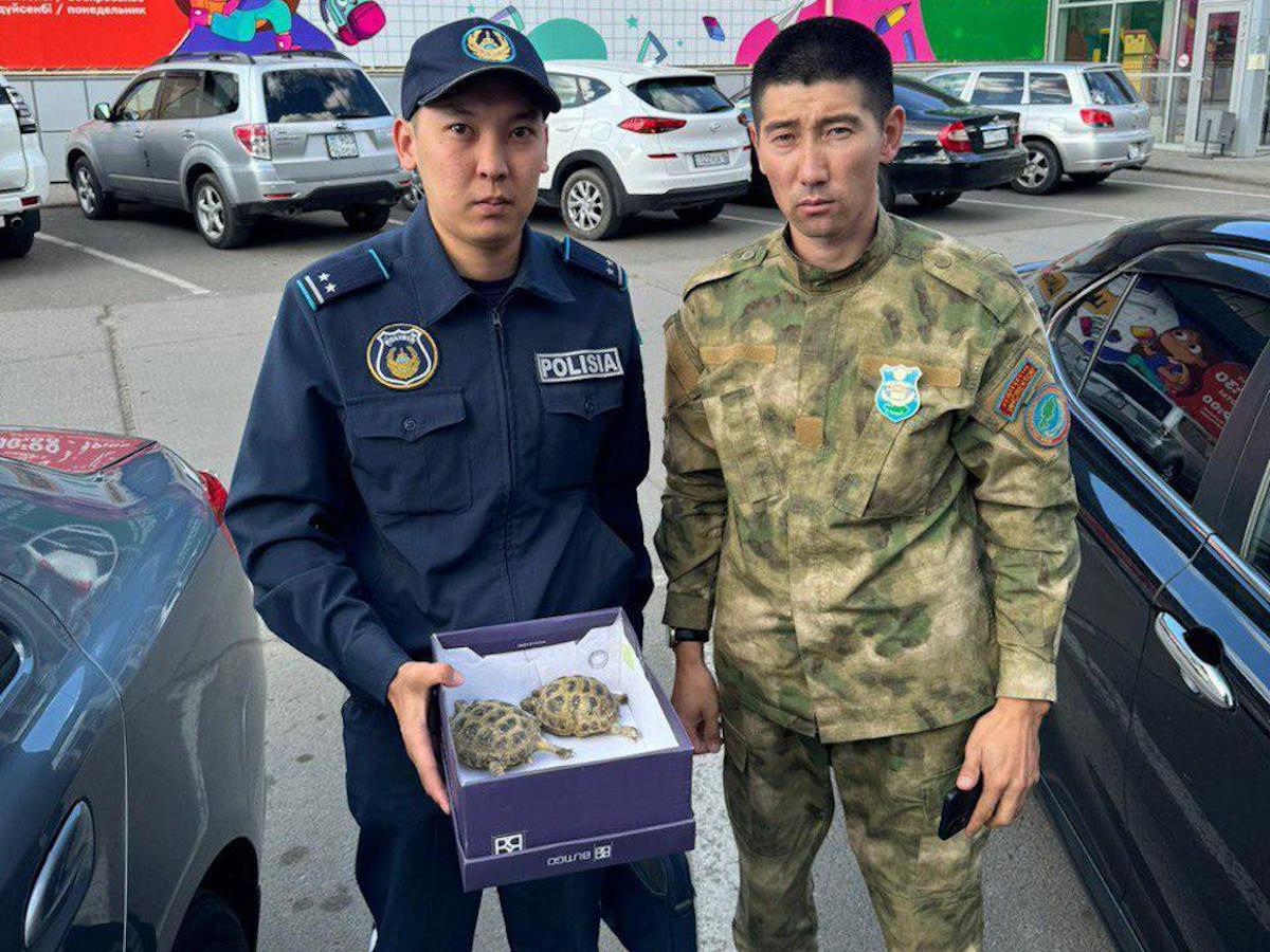 В Усть-Каменогорске из зоомагазина изъяли среднеазиатских черепах