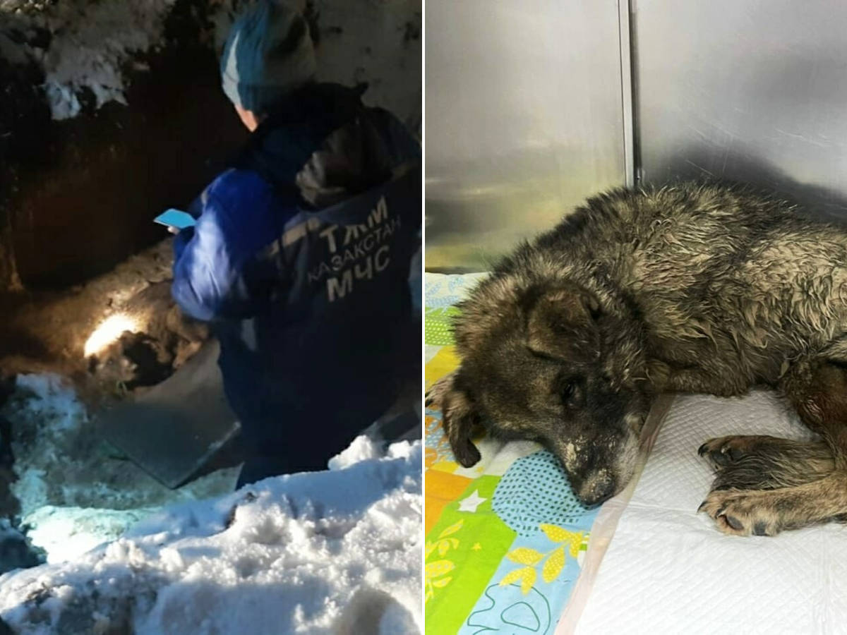 Зоозащитники пытаются пристроить собаку, которую чеэсники вытащили из глубокой ямы