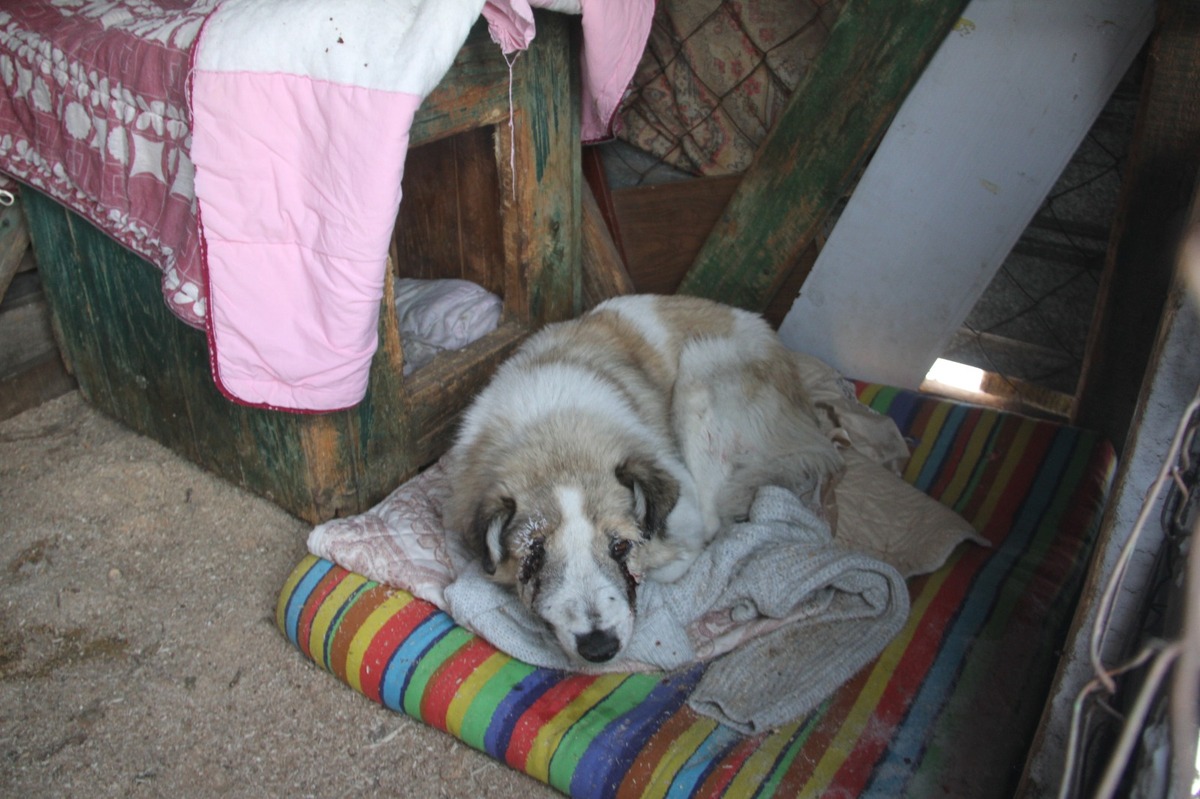 Как зимуют животные одного из приютов Усть-Каменогорска