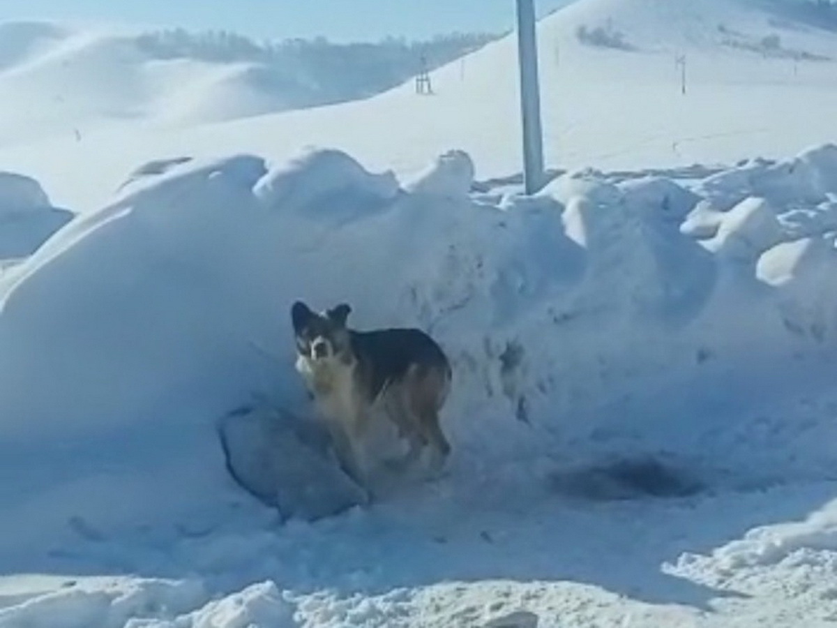 Нерадивый хозяин выкинул собаку вместе с мусором