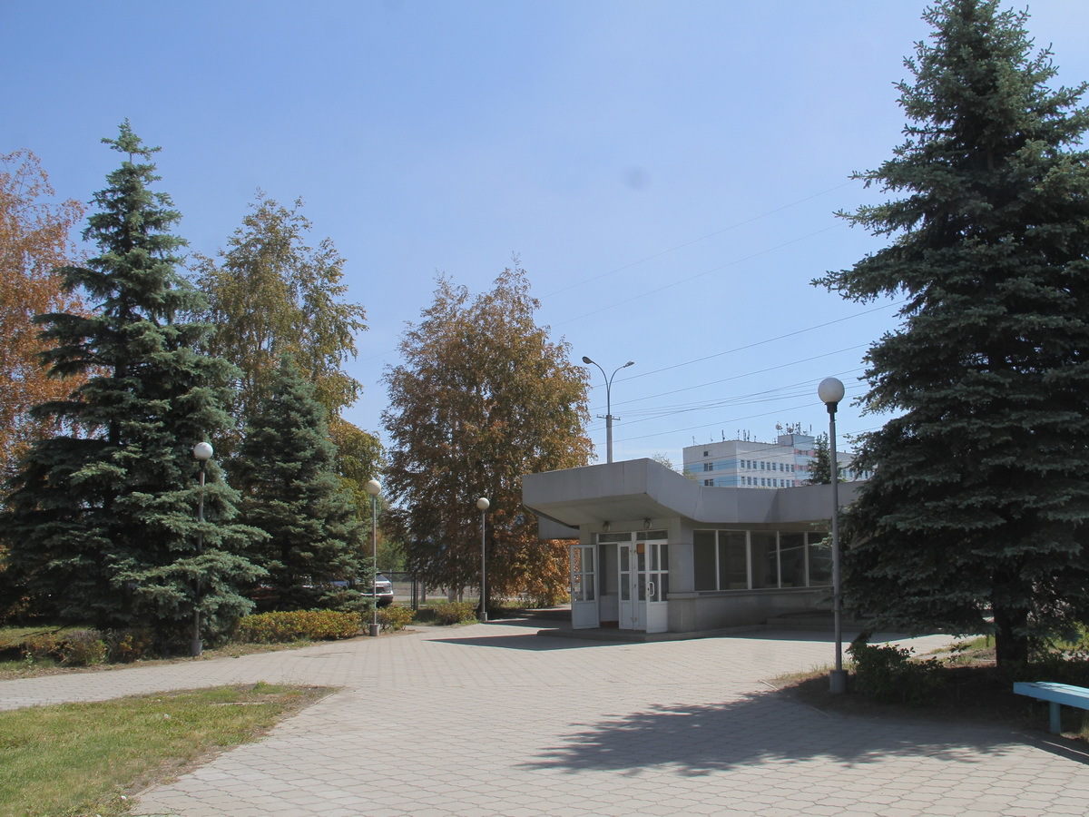 В Усть-Каменогорске пожелтели деревья: экологи начали проверку