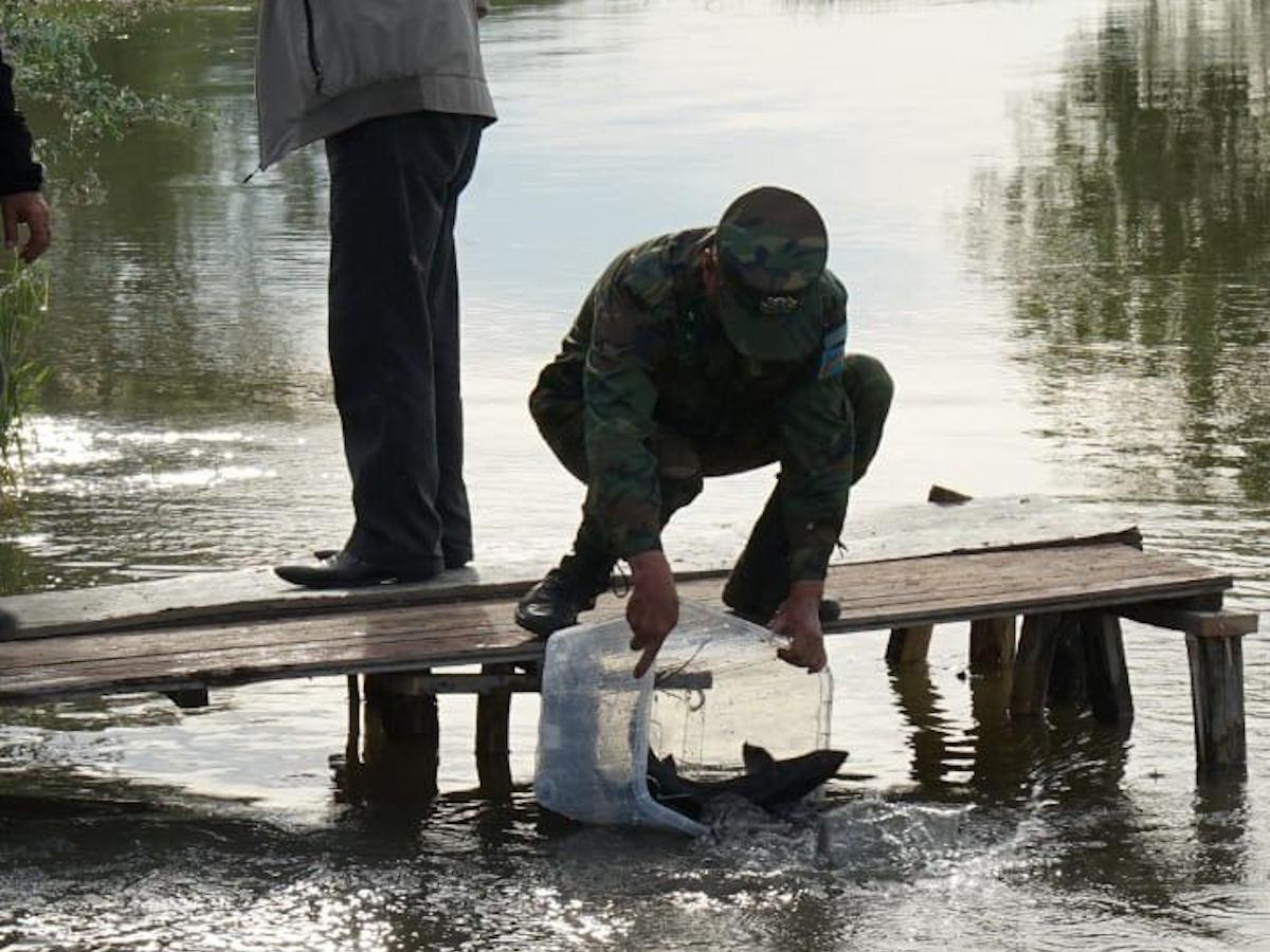 В ВКО в Чёрный Иртыш выпустили молодь сибирского осетра 
