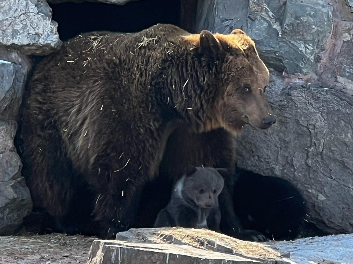 Медвежат, рожденных в зоопарке Усть-Каменогорска, отправили в Алматы