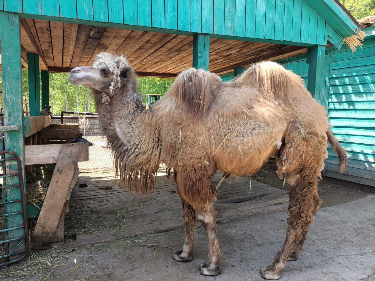 В зоопарке Усть-Каменогорска родился верблюжонок