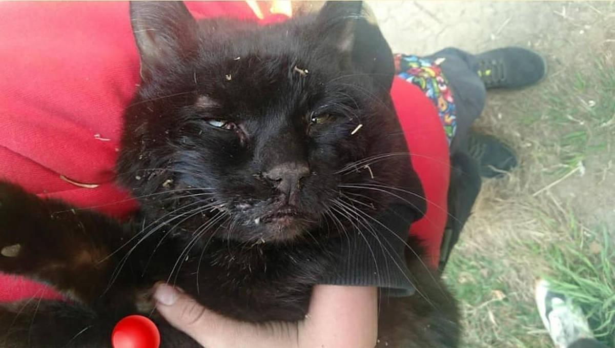 Волонтеры разыскивают и спасают животных после пожара в Риддере