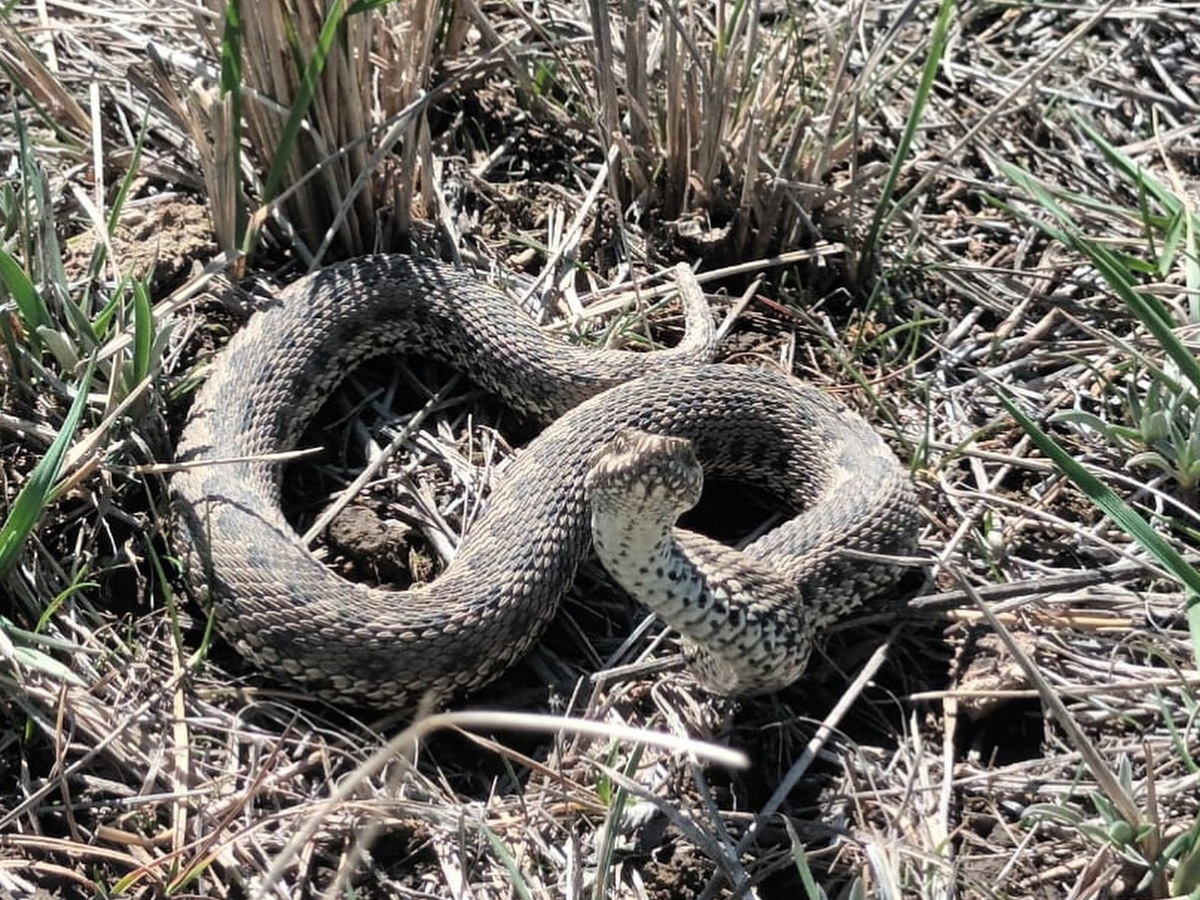 Специалисты предупреждают: весной резко возрастает активность змей