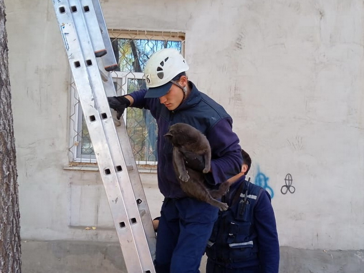 В Усть-Каменогорске спасатели оказали помощь животным