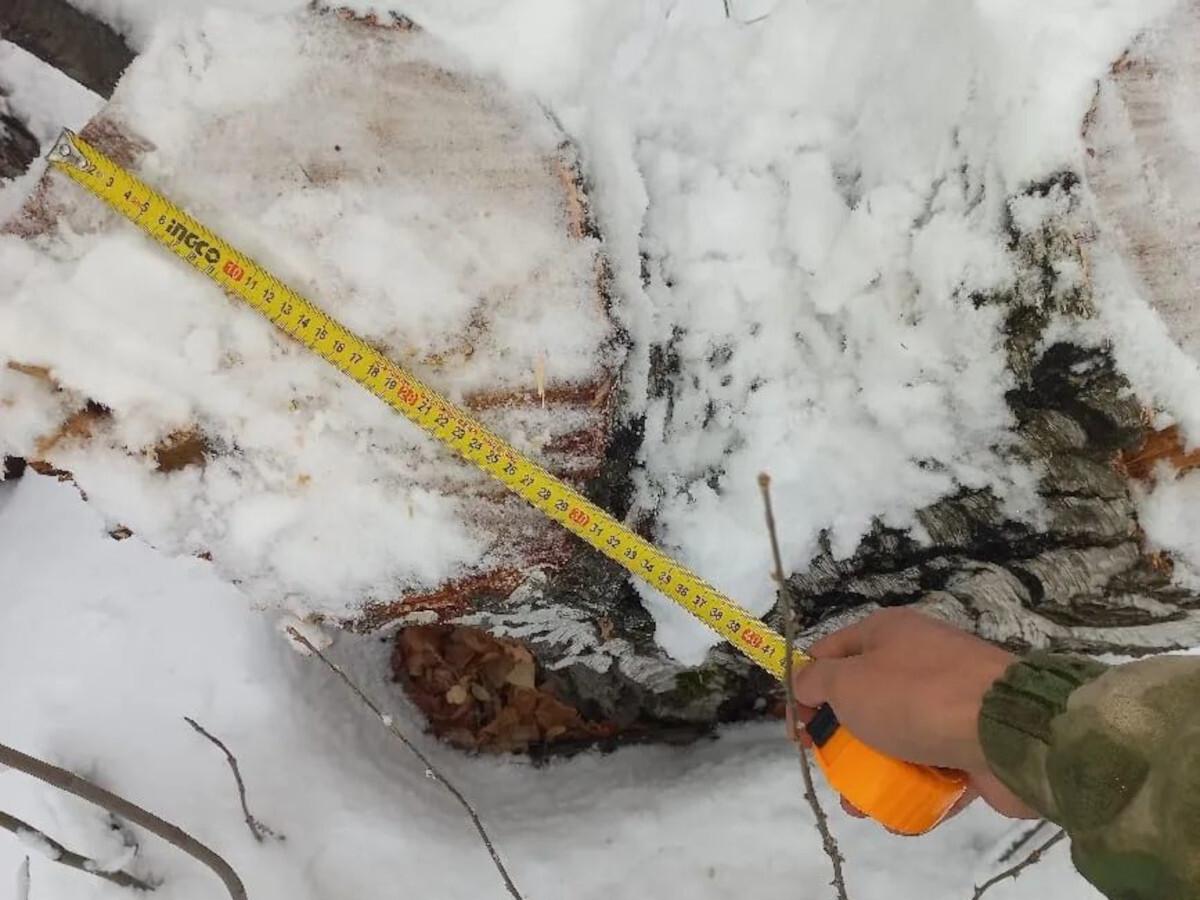 Вдоль автодороги Усть-Каменогорск — Риддер неизвестные срубили десятки деревьев