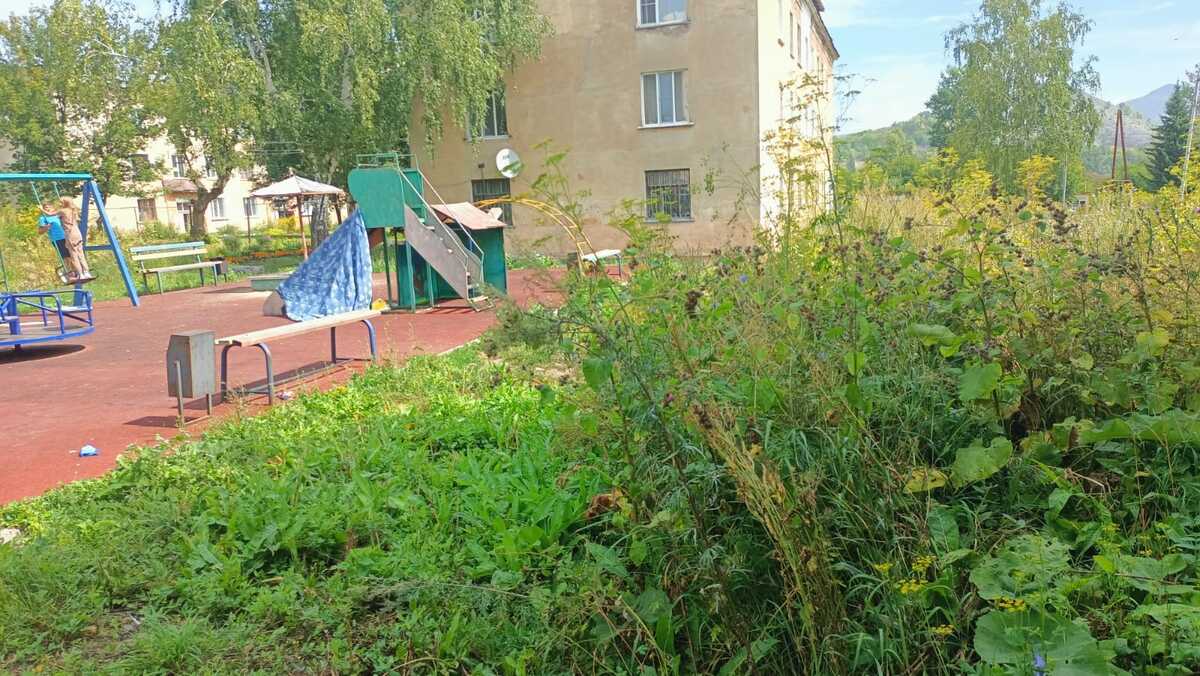 В одном из райцентров ВКО детские площадки соседствуют с опасными растениями