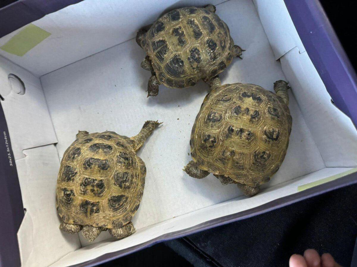 В Усть-Каменогорске из зоомагазина изъяли среднеазиатских черепах