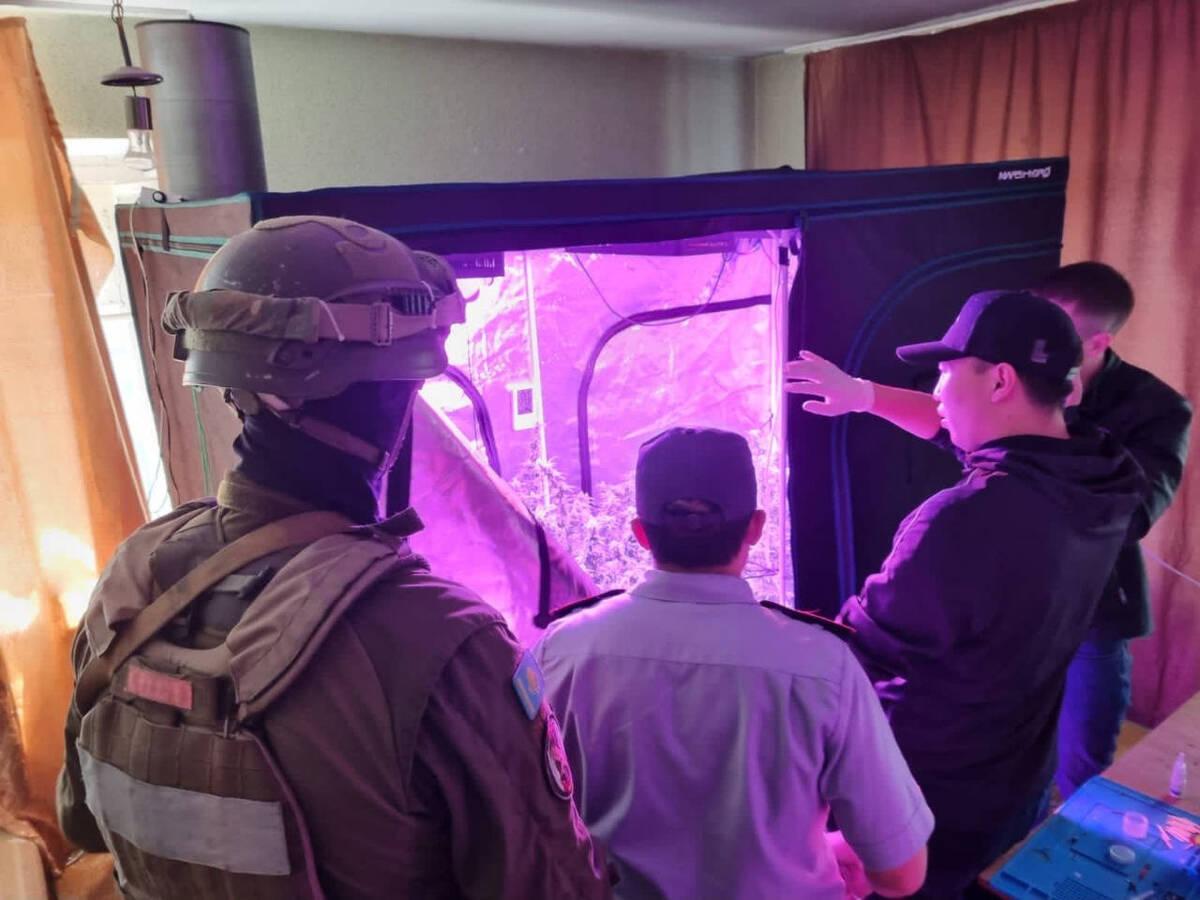 «Плантацию» конопли обнаружили в квартире жителя Усть-Каменогорска